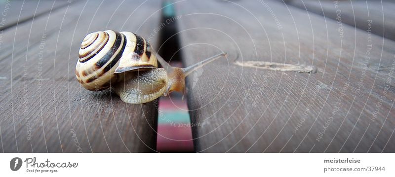 Alé hopp! Animal Snail shell Wood Garden table Macro (Extreme close-up) Exterior shot Mucus Cold Smoothness Nature Close-up