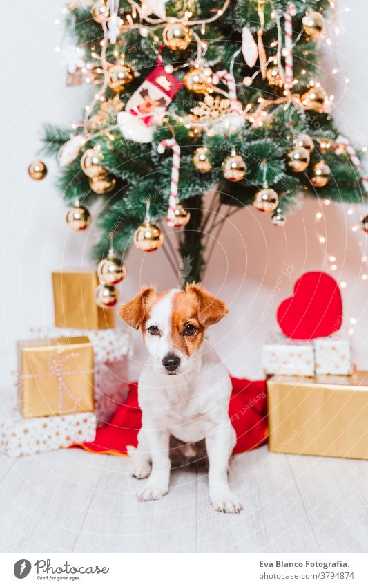 cute jack russell dog at home by the christmas tree adoption indoor pet studio red santa present beautiful adorable lovely nobody merry animal portrait pedigree