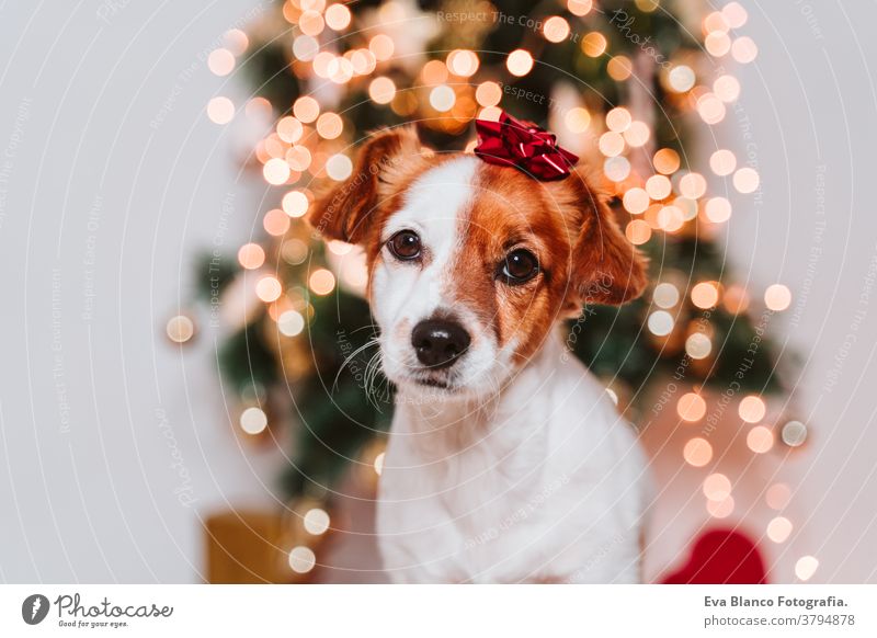 cute jack russell dog at home by the christmas tree with red present lace ornament on head adoption indoor pet studio santa beautiful adorable lovely nobody