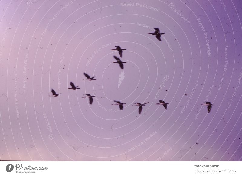 rosa vergilbtes Foto von fliegenden Zugvögel Flug Vogelwelt Himmel Vögel consonant Silhouette Floating Flying flight return flight swans Swan