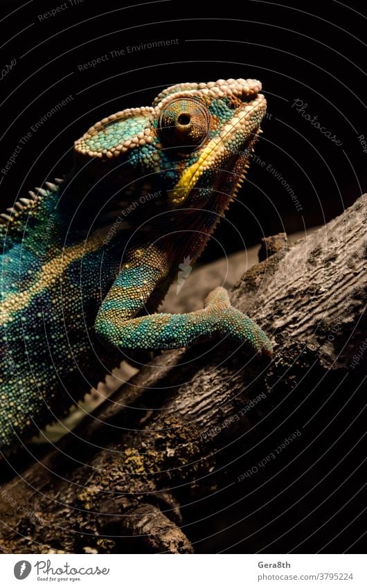 colorful chameleon on a branch in the dark at night animal background black blue bright climate close close up colored comb darkness disguise environment exotic