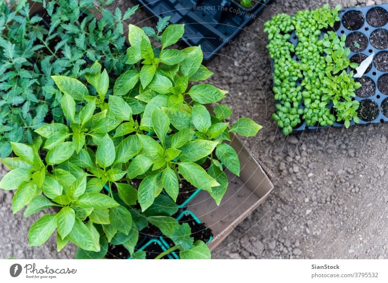 Young plants growing out of soil on the field basil pepper tomatoes botanical tomato plant leaf gardening growth seedling green pot young cultivate earth nature