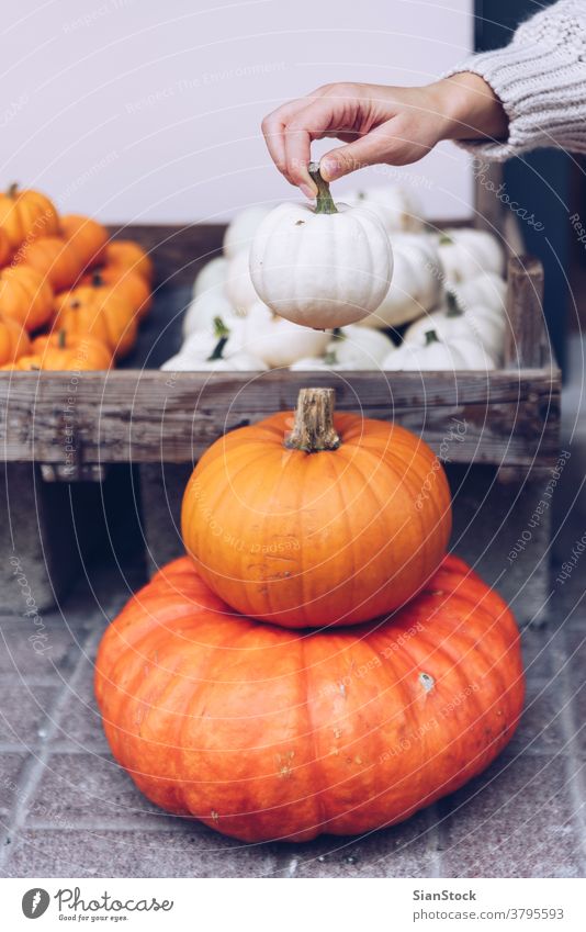 Woman chooses pumpkins at a store healthy small big food retail woman market raw shopping fresh autumn grocery pick nutrition orange purchase marketplace gourd