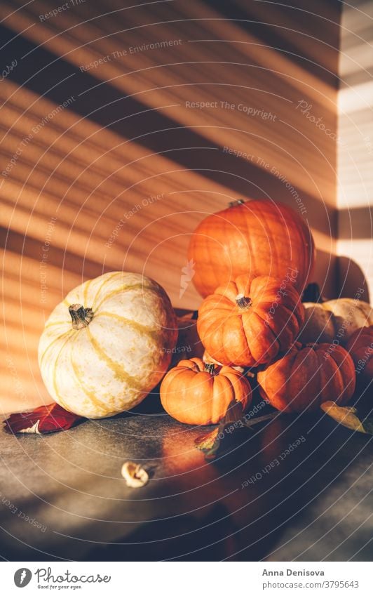 Pumpkins with strong shadows happy thanksgiving rustic fall pumpkin pile squash holiday leaf vegetable autumn decoration orange card season light font food