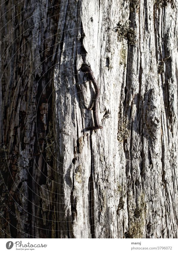 Old, rusty and curved nail in one piece of weathered wood Rust Steel naturally Brown Sadness Wood Metal Nail Wooden board Loneliness Exhaustion Adversity Fiasco