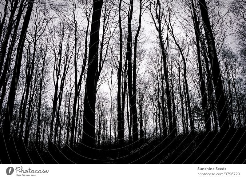 Silhouette of trees in a English woodland during winter silhouette sky woods fall autumn europe britain uk england forrest forest forboding moody dark brown