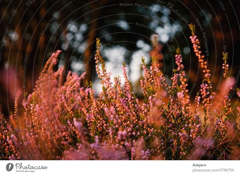 Lavender flowers in summer sunshine green moody sunset goldenhour Nature Lavender field Shallow depth of field Violet Exterior shot Blossoming Garden Blur