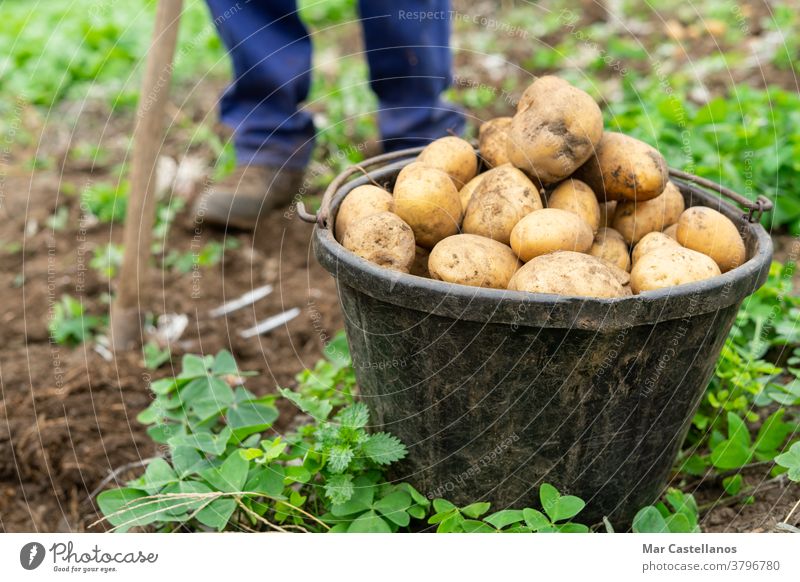 Man with bucket full of freshly harvested potatoes Agricultural concept. Agriculture man collect take out basket rural land farm tuber food ingredients people