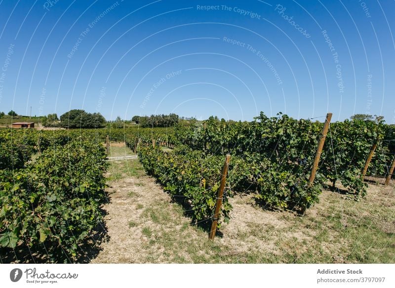 Plantation of green vineyards under blue sky on farmland plantation cultivation nature pathway greenery vegetate countryside row summer wooden stick scenery