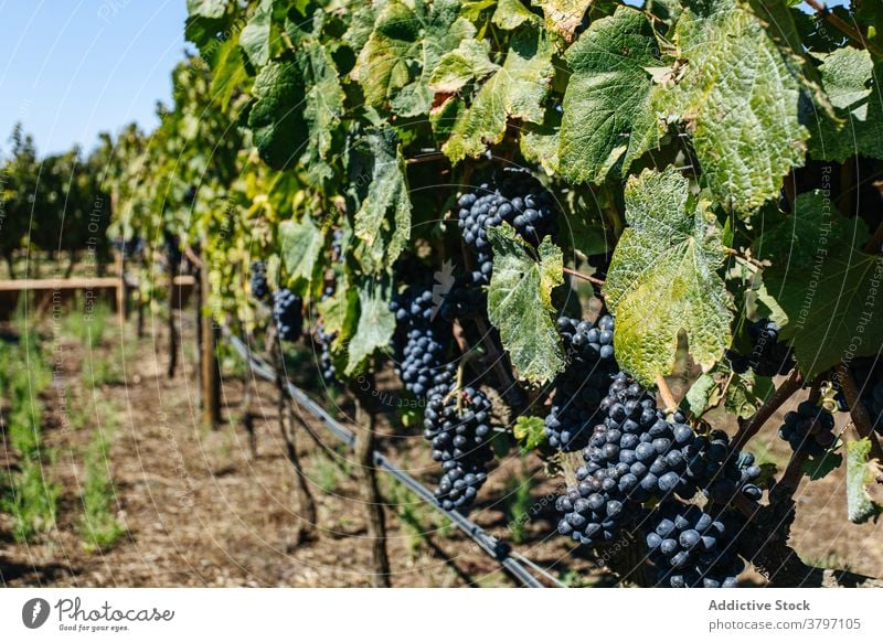 Bunches of ripe grapes on vine in sunlight bunch cultivation fruit sweet vitamin vineyard plantation summer grow delicious bright leaf pointed edge spiky dry