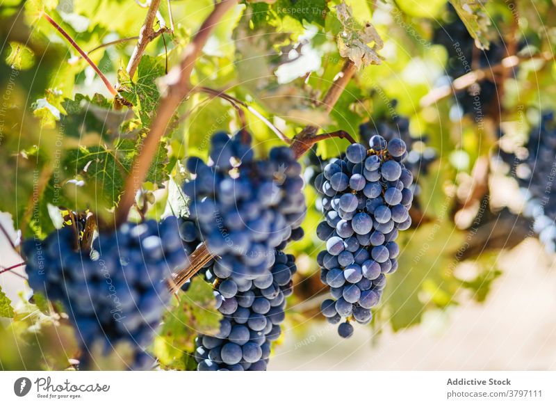 Bunches of ripe grapes on vine in sunlight bunch cultivation fruit sweet vitamin vineyard plantation summer grow delicious bright leaf pointed edge spiky dry