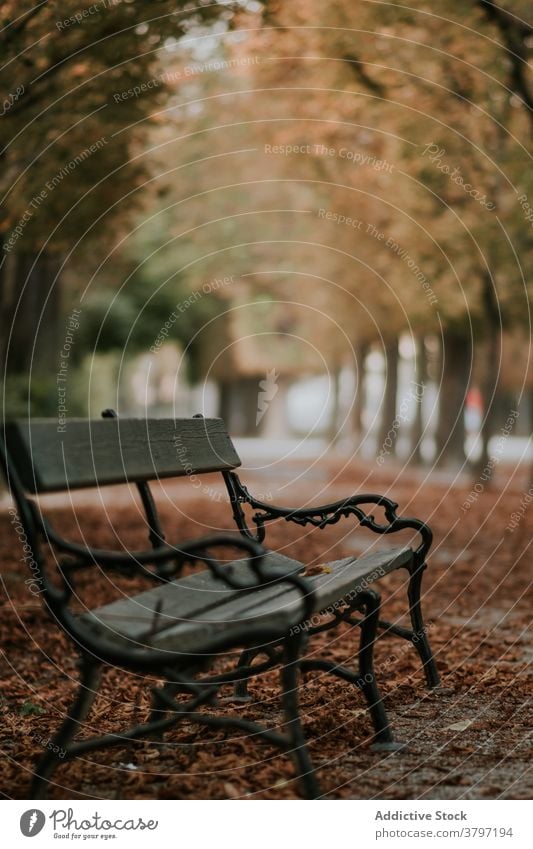 Empty alley with bench in park in autumn atmosphere gloomy foliage season leaf dry fall brown cloudy plant path calm tranquil peaceful old wooden tree nature