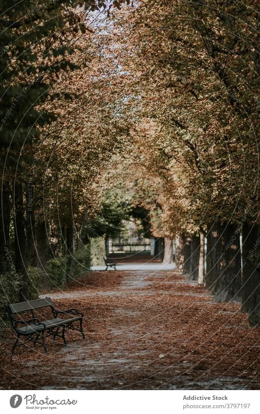 Empty alley with bench in park in autumn atmosphere gloomy foliage season leaf dry fall brown cloudy plant path calm tranquil peaceful old wooden tree nature