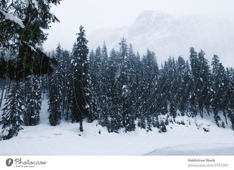 Snowy landscape of mountain valley in wintertime trees snow cold snowfall lonely snowstorm nature severe weather climate frozen snowdrift season environment