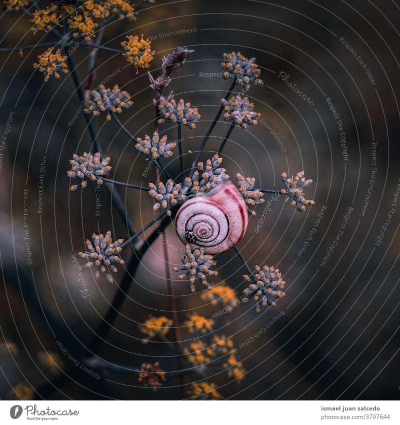 beautiful brown snail on the flower in autumn season animal bug insect small little shell spiral nature plant garden outdoors fragility cute beauty alone