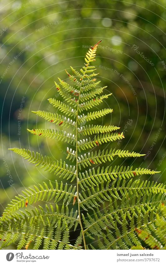 green fern leaf in the nature in autumn season, green background plant abstract texture garden floral textured outdoors fragility natural fall seaon