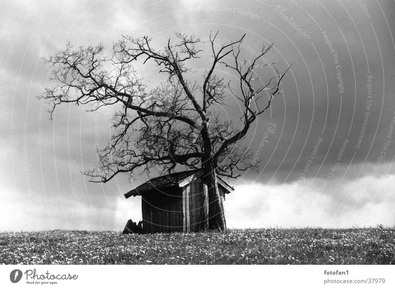 Cottage in the rain Barn Tree Clouds Allgäu Raincloud Meadow Grass Flower Branchage Go under Hut Death cabin field flowers