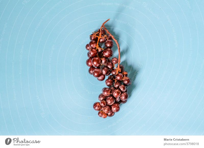 Ripe violet grapes against a bright blue background to show color contrast, concept of fun and pop culture concepts and ideas styled stock photography freshness