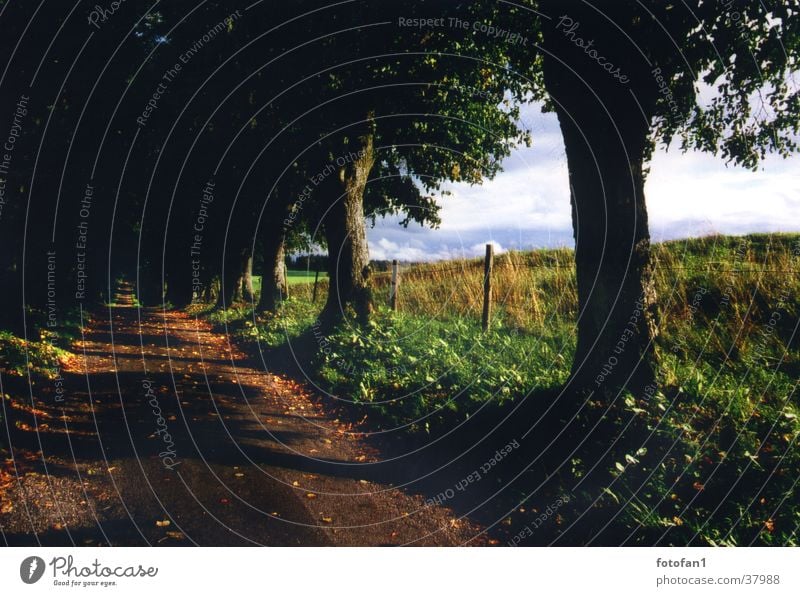 mysterious avenue Avenue Tree Fence Dark Mysterious Clouds Grass Autumn Autumn leaves Lanes & trails Sky Street