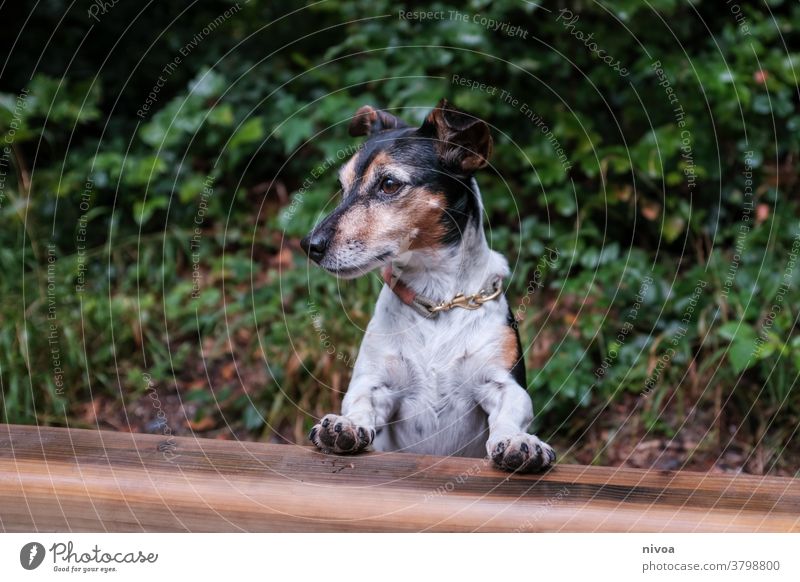 Jack Russel Terrier Jack Russell terrier Dog Animal Pet Cute 1 Brown Small Lifestyle portrait Purebred Obedient White owner Exterior shot Delightful intelligent