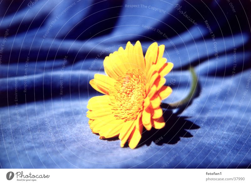 yellow on blue Flower Yellow Cloth Blossom Analog Gerbara Blue nicki Close-up