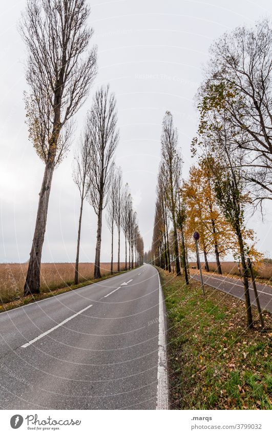 avenue Avenue Street Autumn Poplar Vanishing point Lanes & trails StVO Traffic infrastructure Country road Bleak Target Landscape Nature