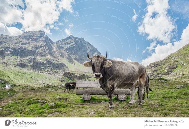 Grazing cows in the Alps Kaunertal Austria Tyrol Willow tree graze Farm animals horns Looking Head Grass Meadow mountains valleys Sky Clouds Sun sunshine Nature