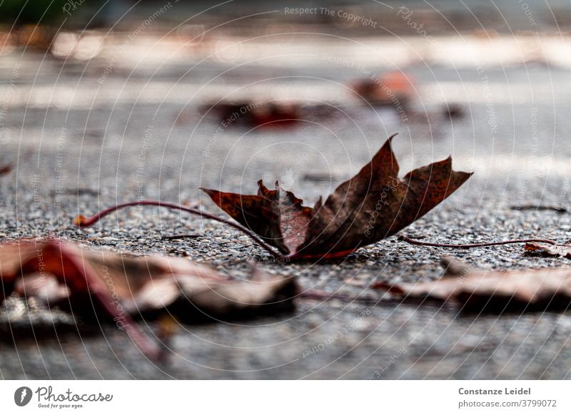 Autumnal, wilted leaves on the street Autumn leaves November October wet road Asphalt Rainy weather Slippery surface slippery November mood Weather Fog Leaf