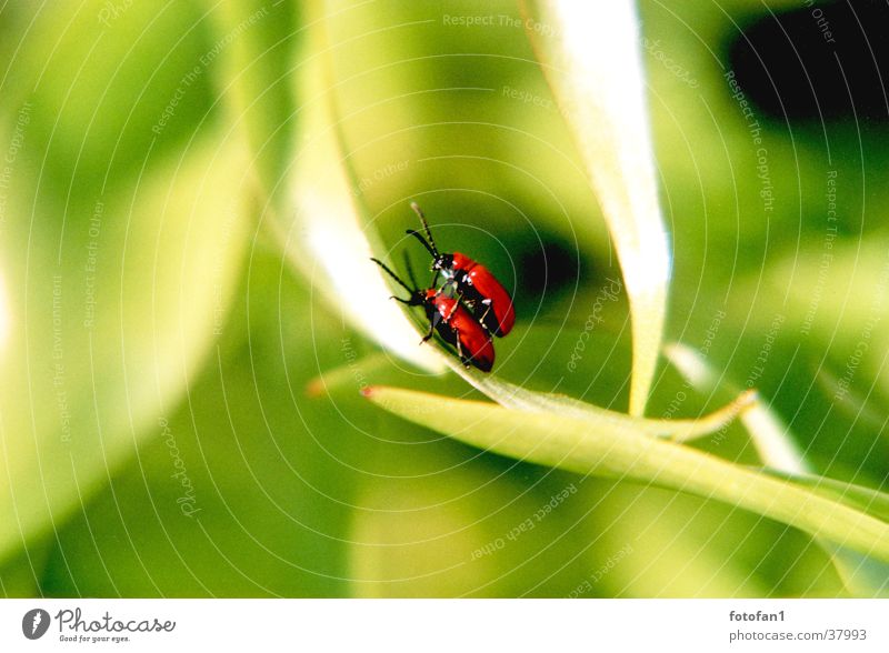 inflagranti Red Green Leaf Propagation Insect Beetle depth blur