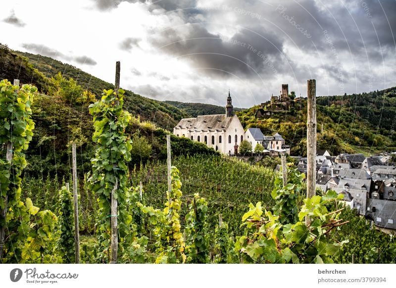 monastery wine Hunsrück Moselle valley Sunlight Mosel (wine-growing area) River bank Lanes & trails Idyll tranquillity Wine growing Rhineland-Palatinate vine