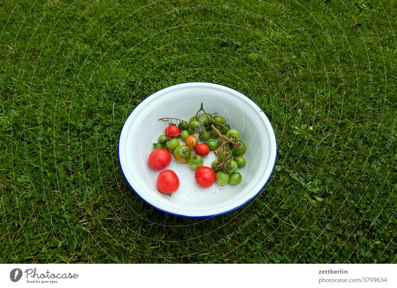 Last tomato harvest Harvest Tomato bowl red tomato green tomato Autumn fruit Garden allotments Deserted Nature Vegetable Fresh Immature Copy Space vegan Meadow