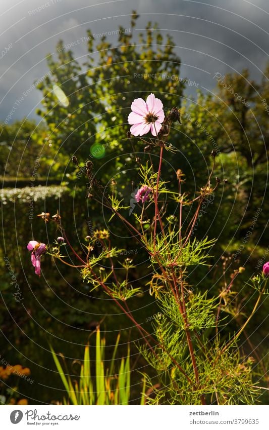 Cosmea against the light Flower blossom Blossom Relaxation holidays Garden Sky allotment Garden allotments Deserted Nature Plant tranquillity Garden plot shrub