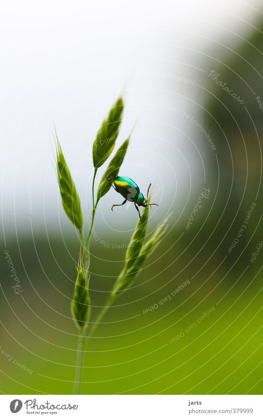 Kunterbunt Plant Animal Spring Summer Grass Wild animal Beetle 1 Hang Movement Fitness Nature Climbing Multicoloured Colour photo Exterior shot Close-up Detail