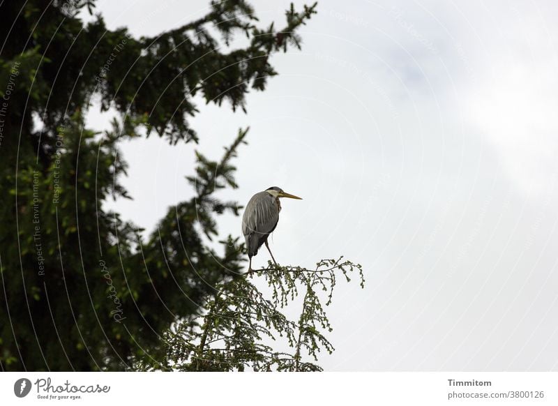 Helpless heron on too fragile landing field Heron Bird Animal Landing Strip Tree top Twig Nature Deserted Sky cloudy