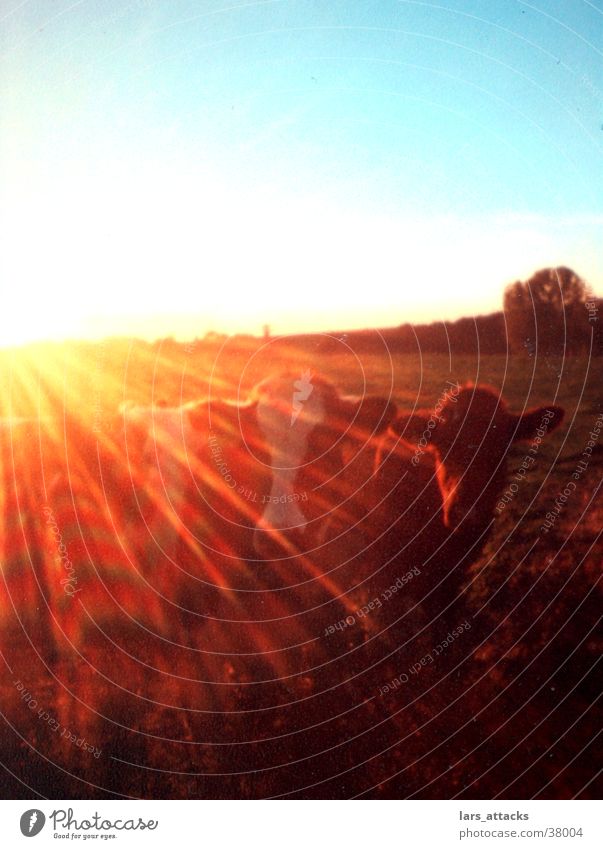 Blinded by cows Cow Light Back-light Sunglasses Animal Sunrise Transport Pasture