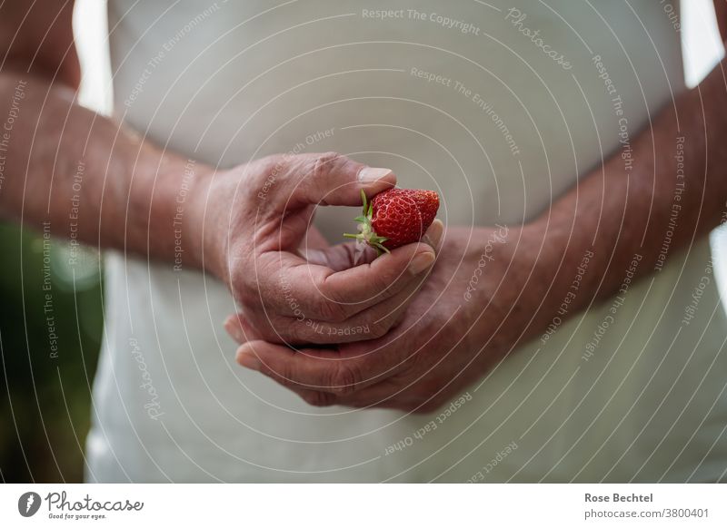 Man holds a strawberry in his hand Fruit Strawberry Red Food Delicious Fresh cute Colour photo Summer Healthy Juicy Mature Berries Close-up Tasty Vitamin Diet