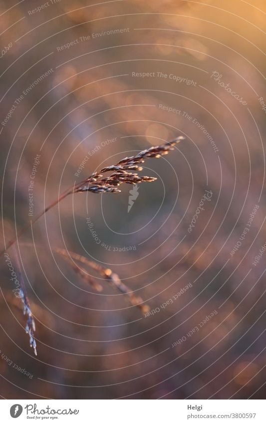 Blade of grass against the light of the evening sun Grass blade of grass Evening sun Back-light Light Shadow Detail Nature Plant Exterior shot Environment