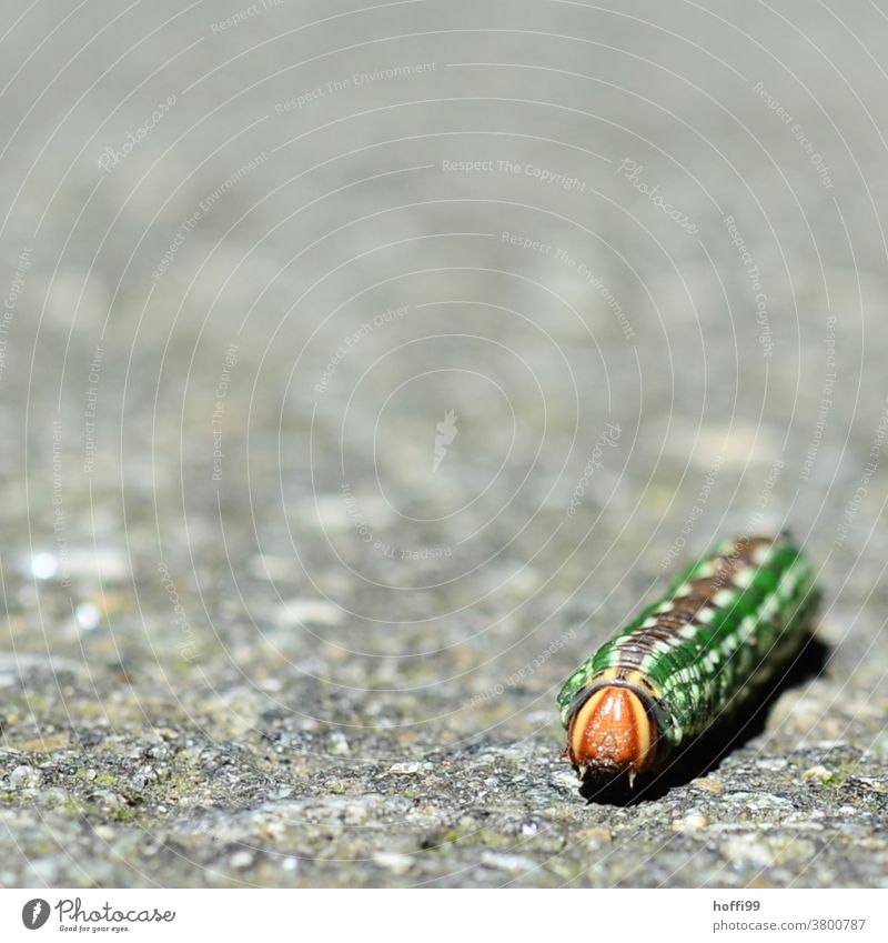 the caterpillar of the pine moth (Sphinx pinastri) crosses the path caterpillars Pine Hawk-moth Moths Caterpillar Insect Butterfly Green Yellow Crawl Animal