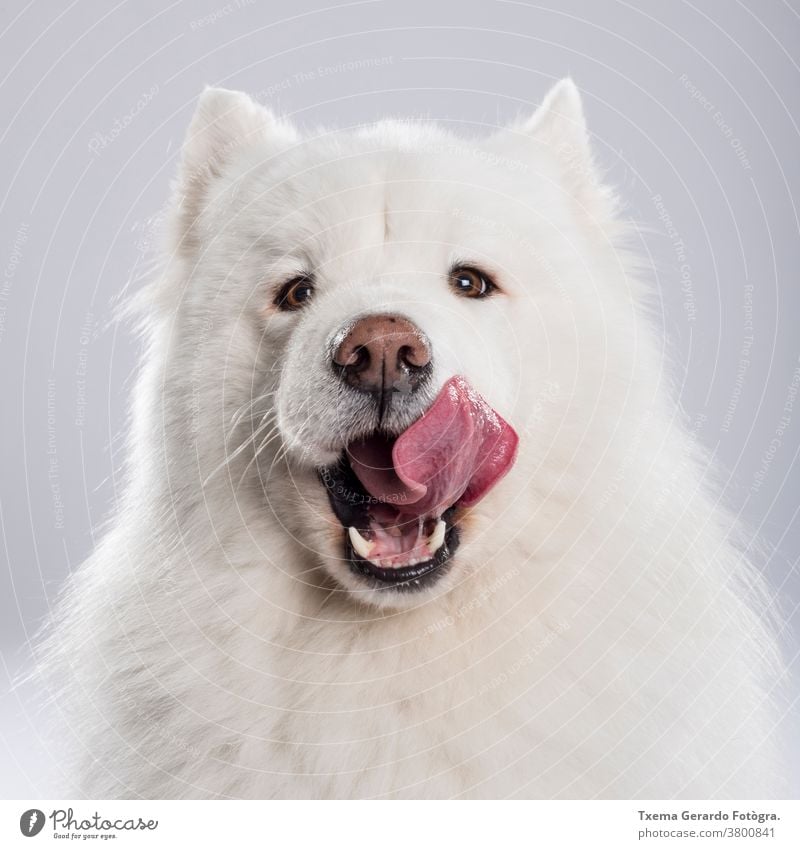 Studio portrait of a beautiful Samoyed dog against neutral background samoyed siberian dog russian dog fluffy fur furry nice studio cute isolated canine animal