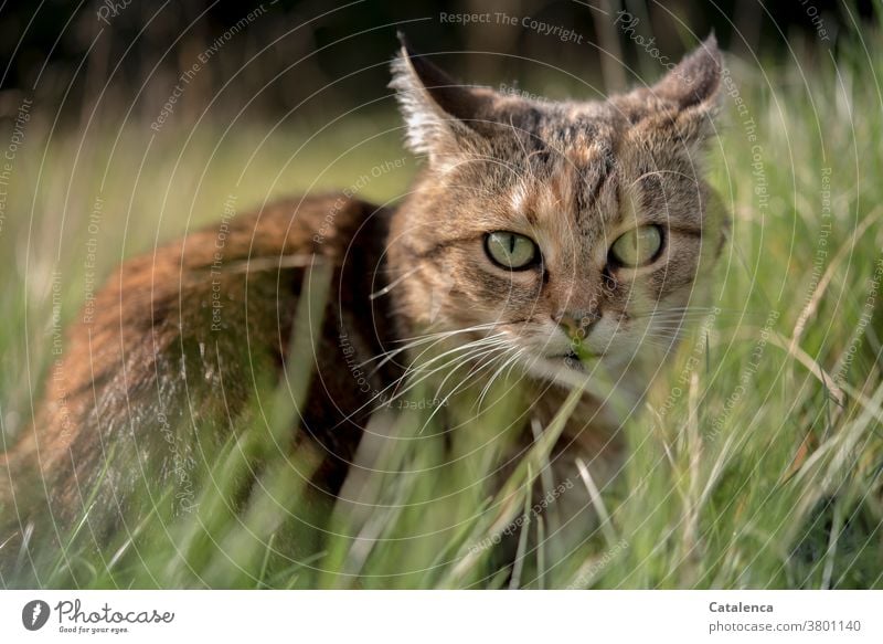 A little tabby cat crouches in the high grass flora fauna Animal Pet Cat Plant Grass blade of grass Meadow hide Sit Observe Summer Calm Green Brown