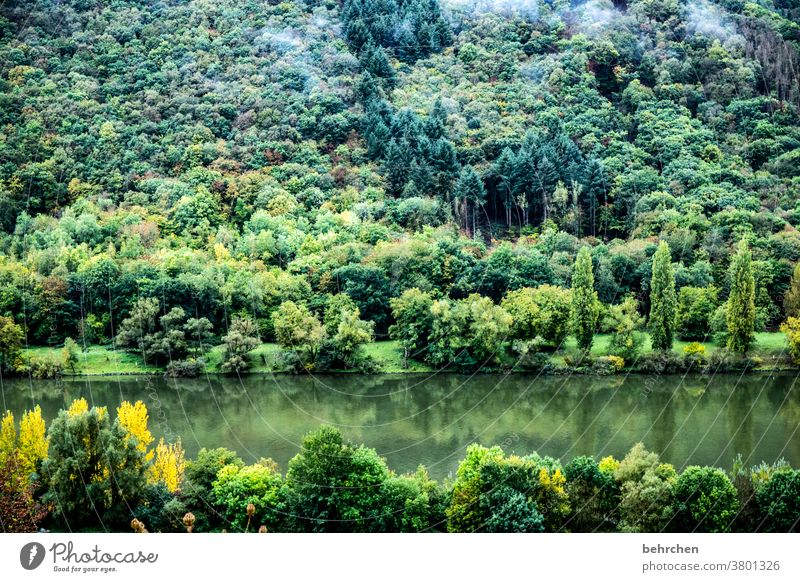 mosel jungle Environmental protection nature conservation Green Water Germany Hunsrück River bank Mosel (wine-growing area) Sunlight tranquillity Moselle valley