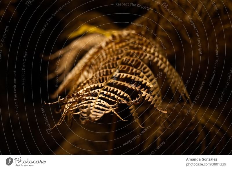 Autumn-Nature Plant Forest Day Earth Exterior shot beautiful orange late autumn textured october Macro (Extreme close-up) Hiking Mountain Shadow Dark