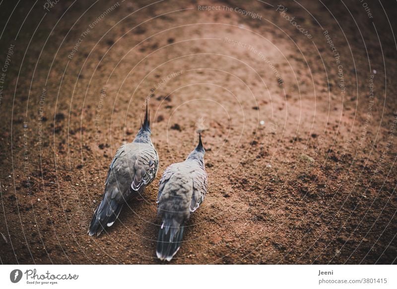 A familiar pair of birds with two grey birds side by side Lovers Attachment Gray cockatiel Bird Couple in common Feather Beak Safety (feeling of) Family Animal