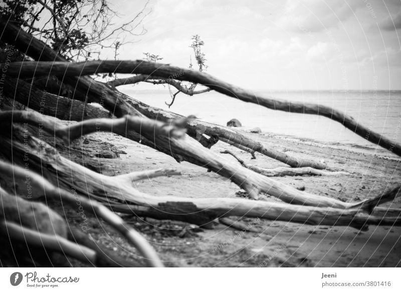 At the sea there are trees on the beach and block the way Ocean Baltic Sea coast Tree stones Water Beach Fog Rock Brodtener Ufer Mysterious Mystic wide Freedom