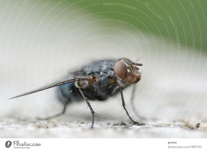 Fly swatter, I'll wait. Environment Nature Animal Wild animal 1 Blue Green Insect Compound eye Colour photo Exterior shot Close-up Macro (Extreme close-up)