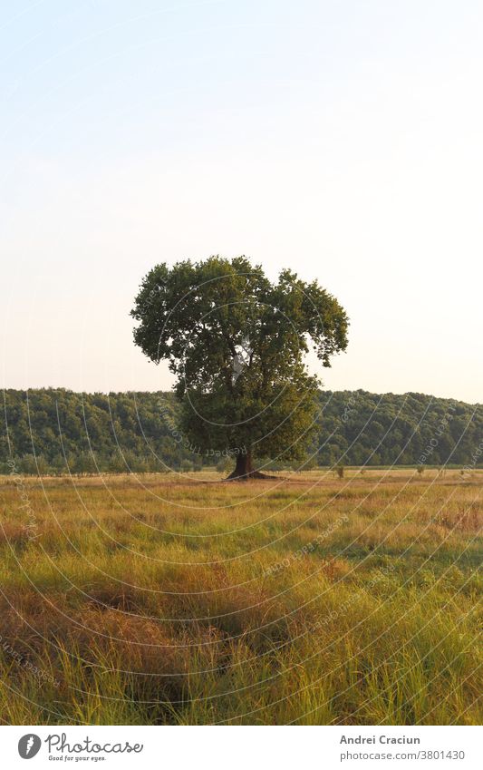 Oak tree standing tall in middle of plain in rural Romania near Calugareni Giurgiu leaves lone beauty scene magical tree imposing large big lonely land single