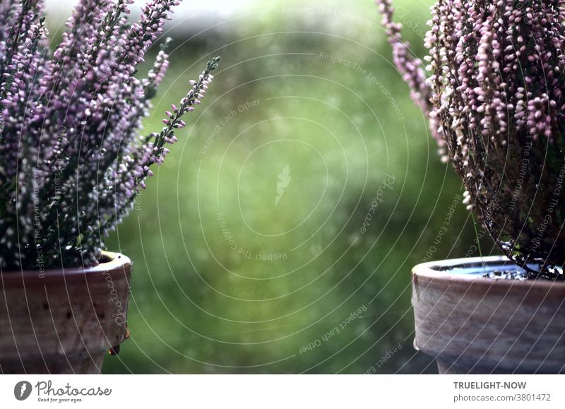 In between two terracotta pots planted with hardy bud heather calluna vulgaris the view goes to the out of focus green of the garden Plant pots partial view