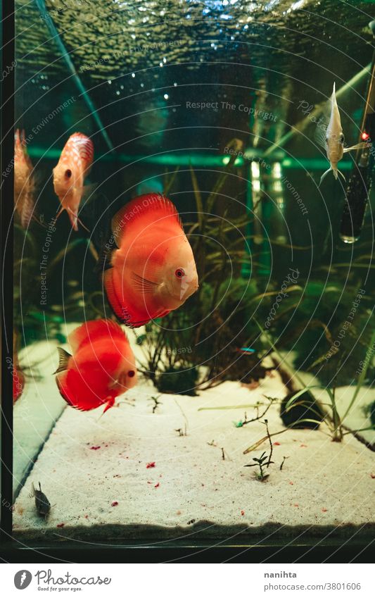 Exotic fish Symphysodon discus, in an aquarium exotic tropical snow red pigeon blood pet water warm expert equipment temperature control hobby leisure natural