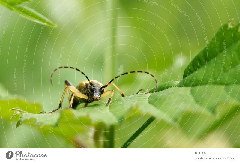 "Little" Nature Animal Summer Beetle 1 Communicate Looking Uniqueness Yellow Green Willpower Beautiful Watchfulness Experience Curiosity Environment