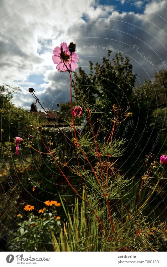 Cosmea in late summer Flower blossom Blossom Relaxation holidays Garden Grass Sky allotment Garden allotments Deserted Nature Plant tranquillity Garden plot